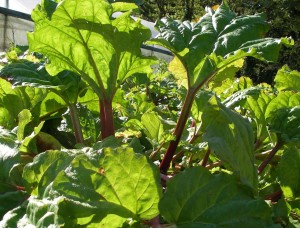 Early morning sun on the rhubarb beds at Forest House market garden in Herodsfoot